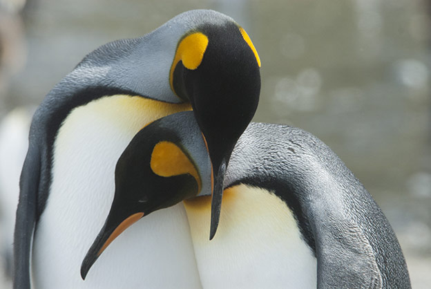 King penguin couple nuzzling