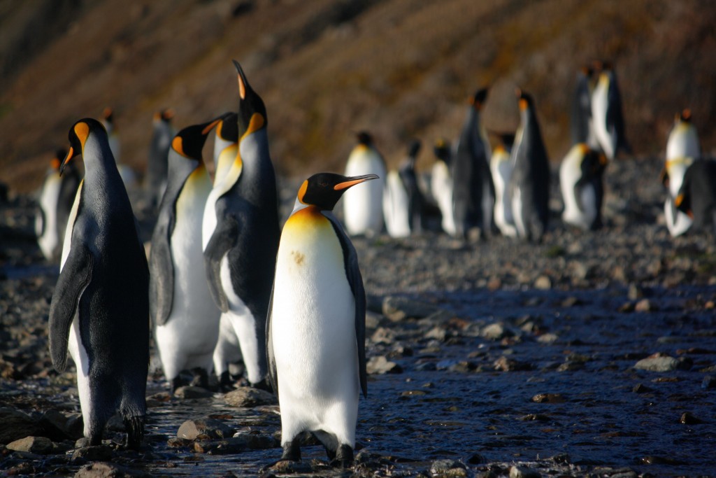 King Penguins on a Sub Antarctic Island