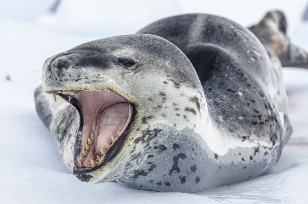 leopard seal open mouth in Antarctica