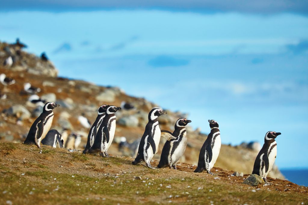 Magellanic penguins walking by the ocean on the grass in Patagonia, Chile