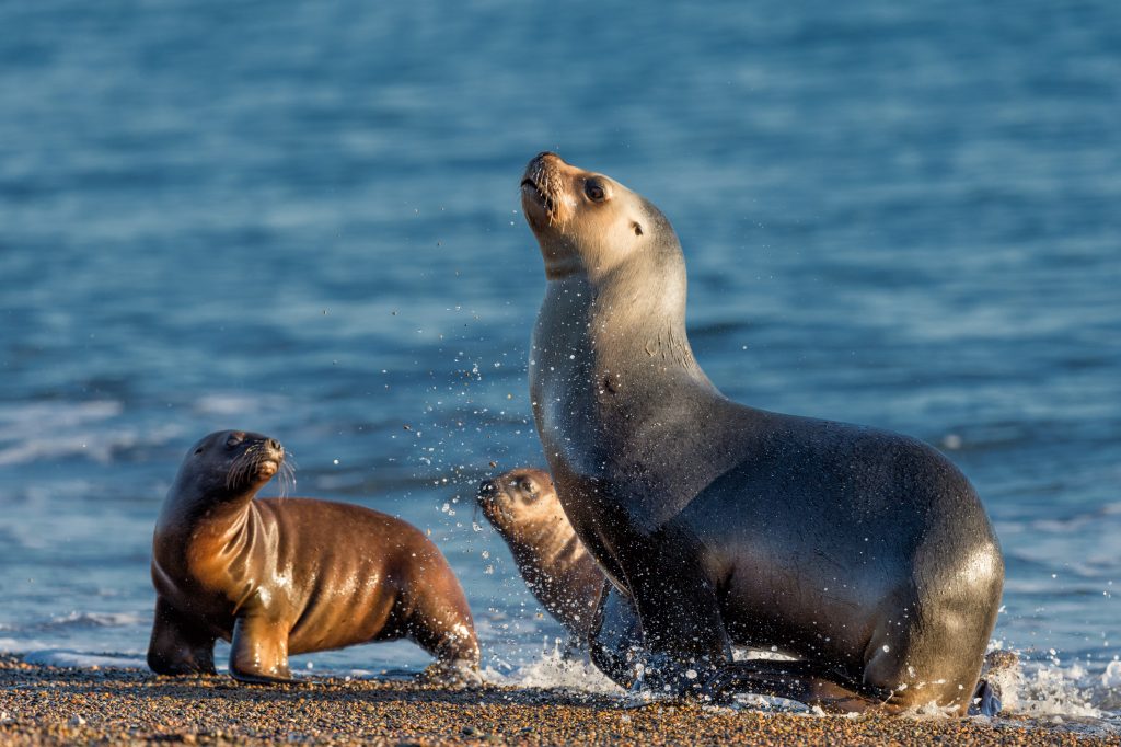 patagonia sea lion on the beach by the water