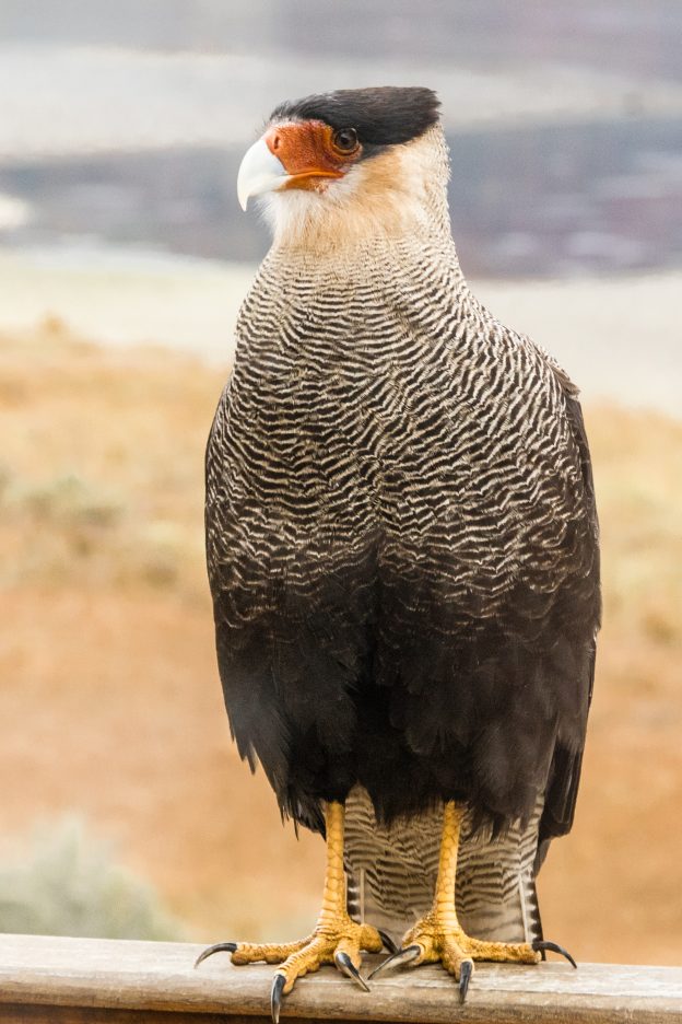Southern Crested Caracara Female sitting on a brunch