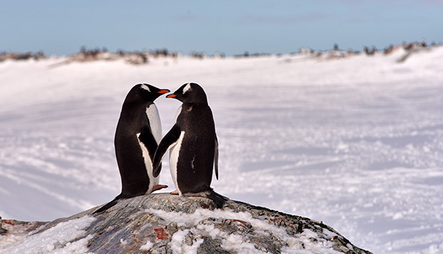 2 cute Penguins touch flippers in Antarctica