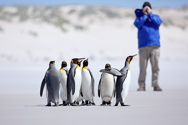 Antarctica Activities: Photographer taking a photo of a group of King penguins