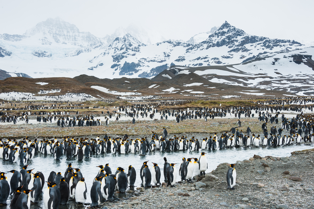 Penguin colony on South Georgia with snow capped mountains in the background