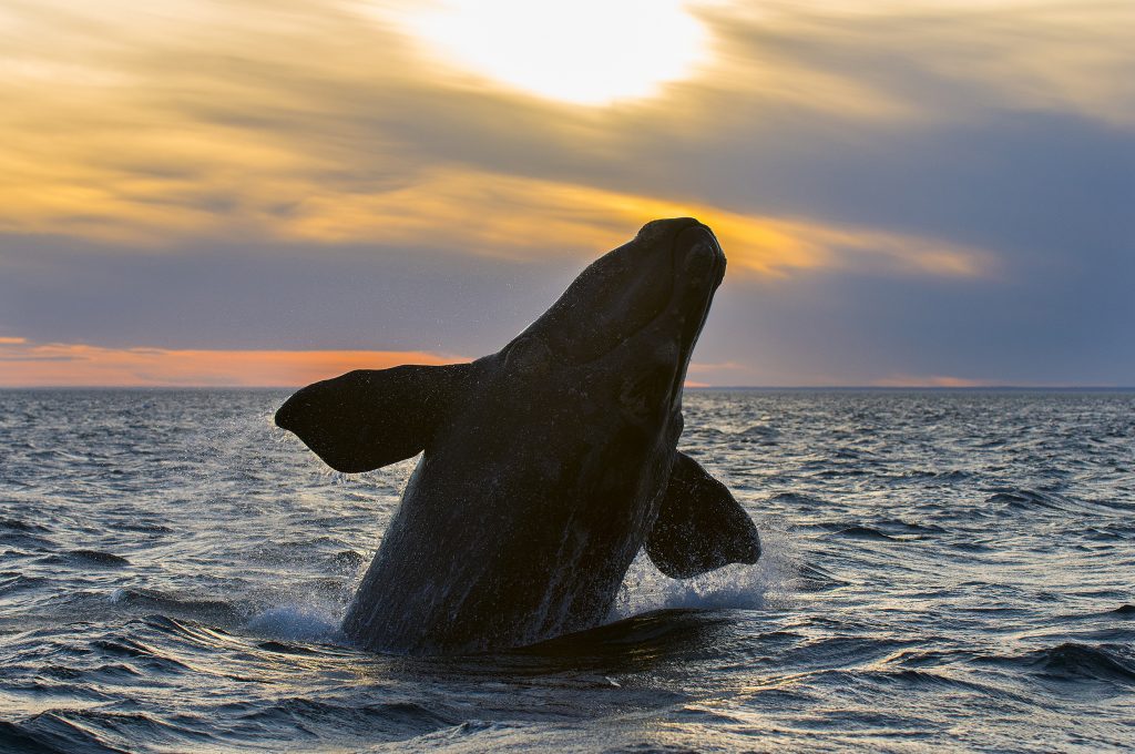 Southern Right Whale in the ocean at sunset in Patagonia , Argentina