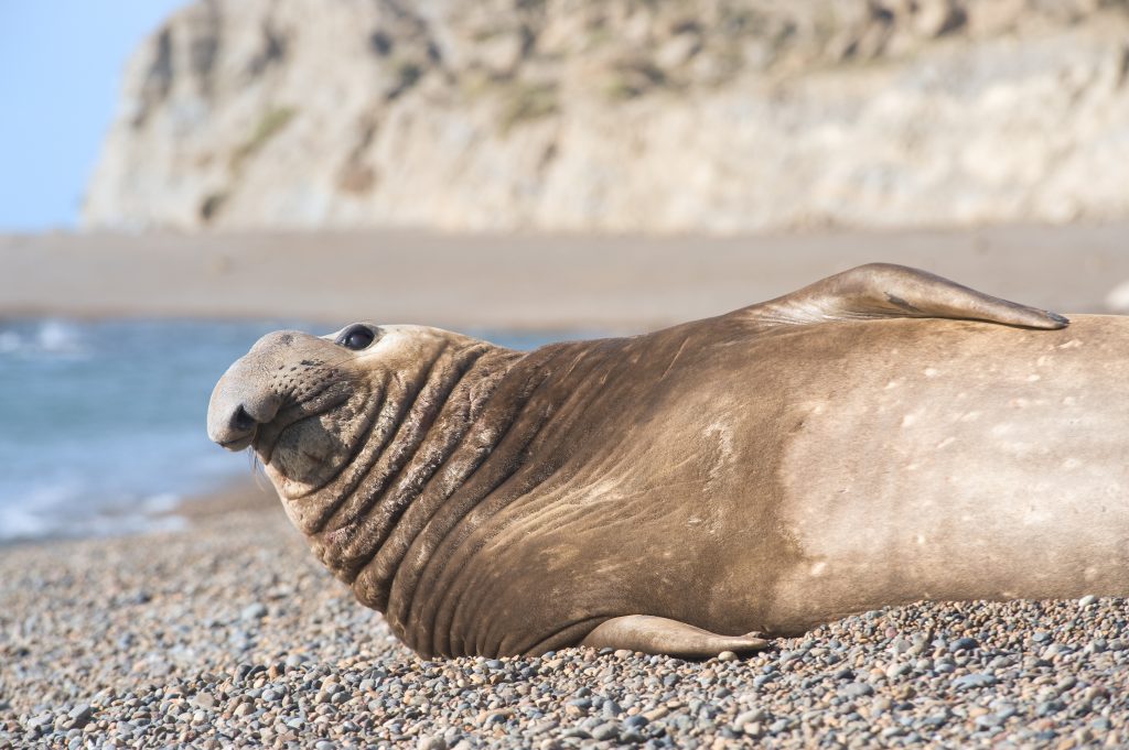 Southern elephant seal on a beach in Patagonia