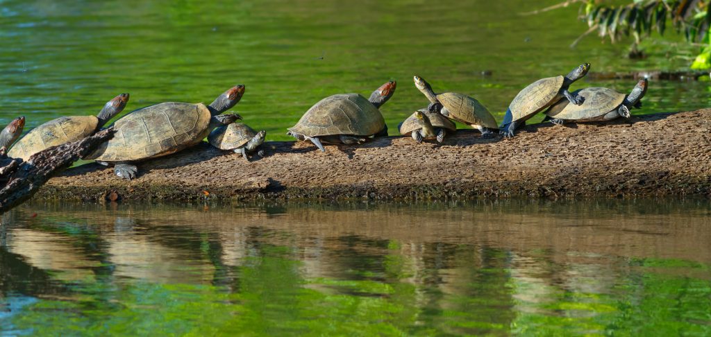 River turtles in the Amazon Tambopata national park, peru