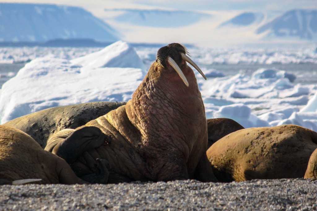 Walrus in the polar region of the Arctic