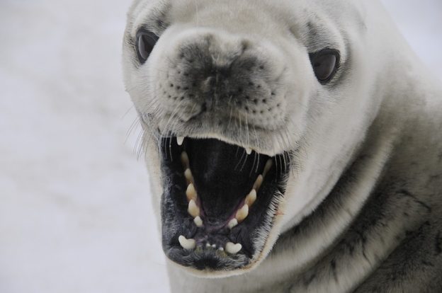 A crabeater seal in Antarctica