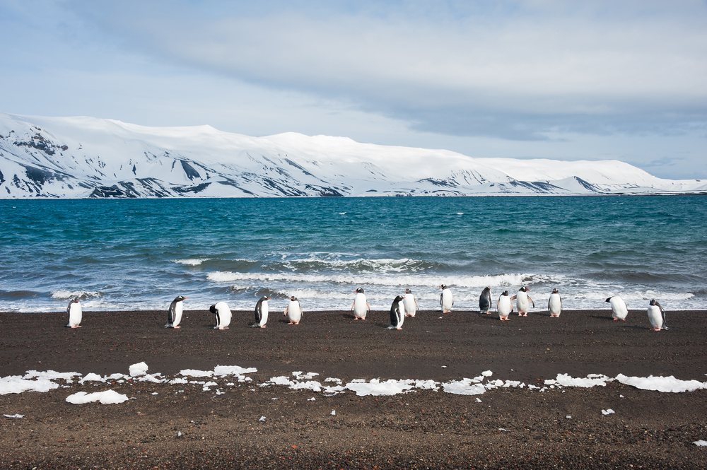 penguins walking on the beach with snow capped mountains in the background on Sub-Antarctic Islands