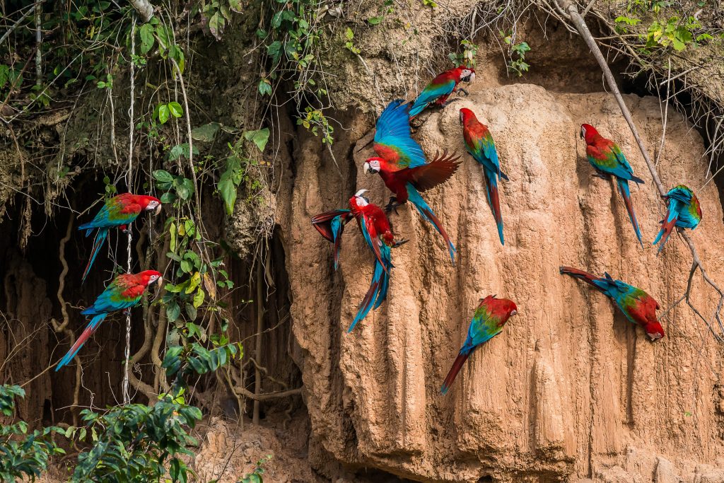 macaws in clay lick in the Peruvian Amazon jungle at Madre de Dios