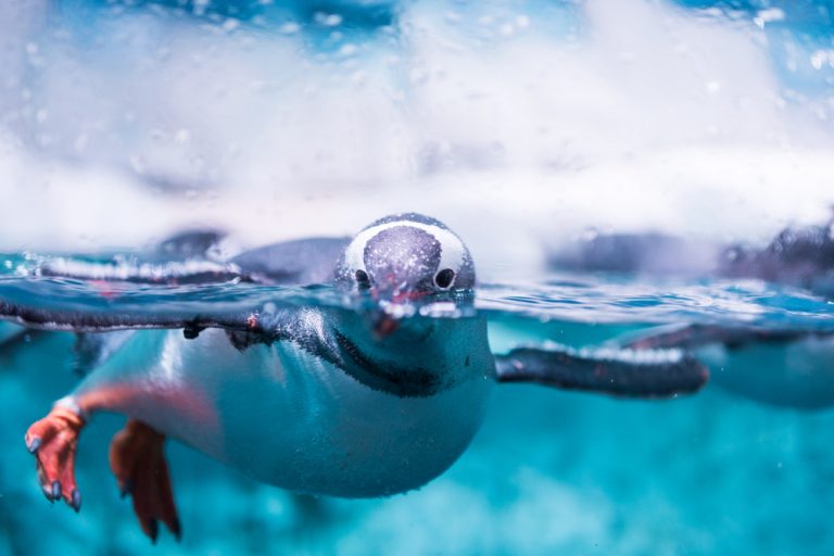 Close up image of a penguin swimming in the water