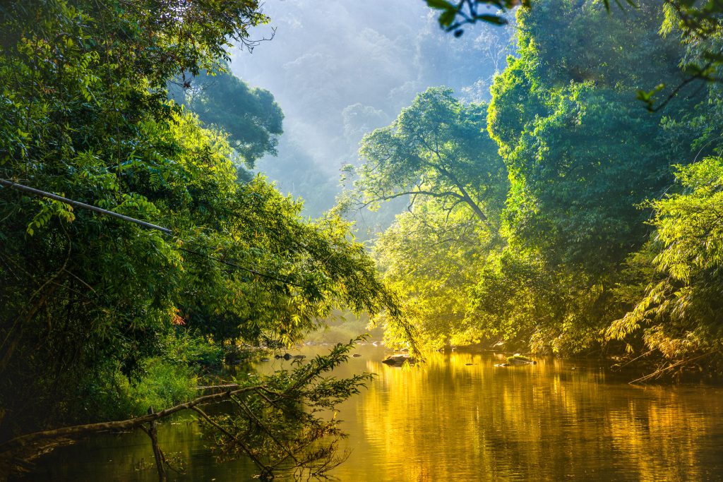 Amazon rainforest and river