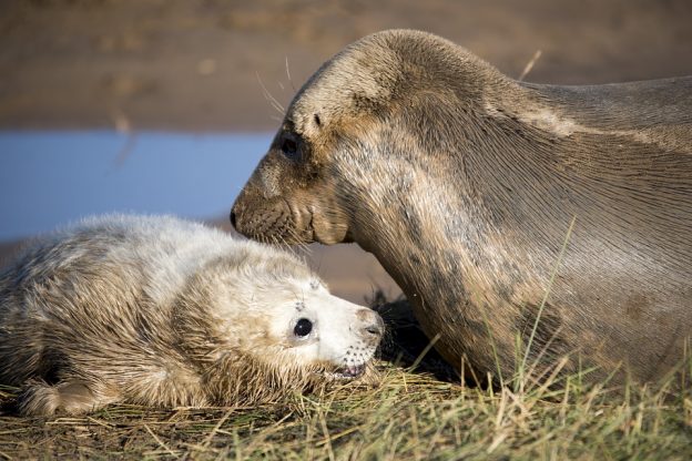 The seal pup with her mother