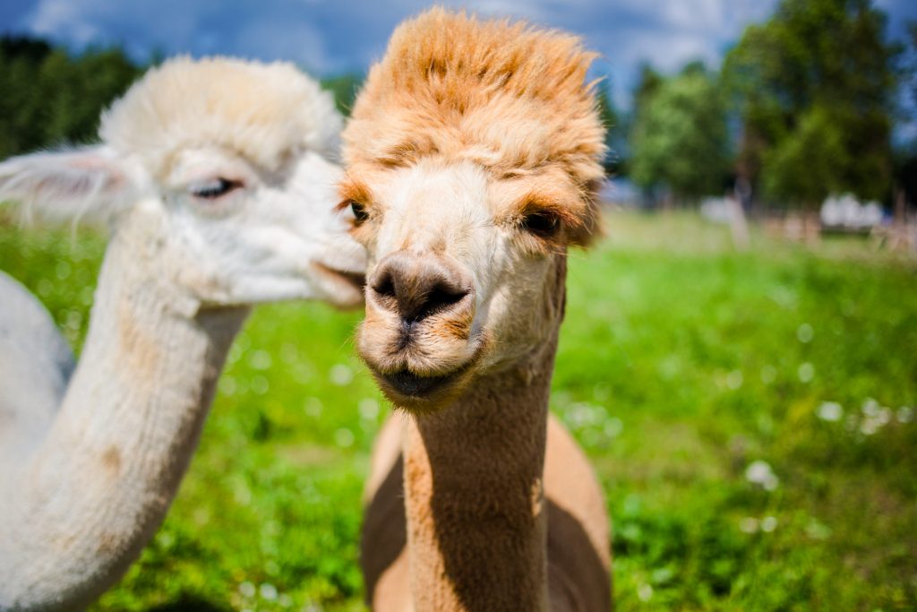 close up portrait of two cute friendly alpacas, that seem to be talking to each other. credit shutterstock