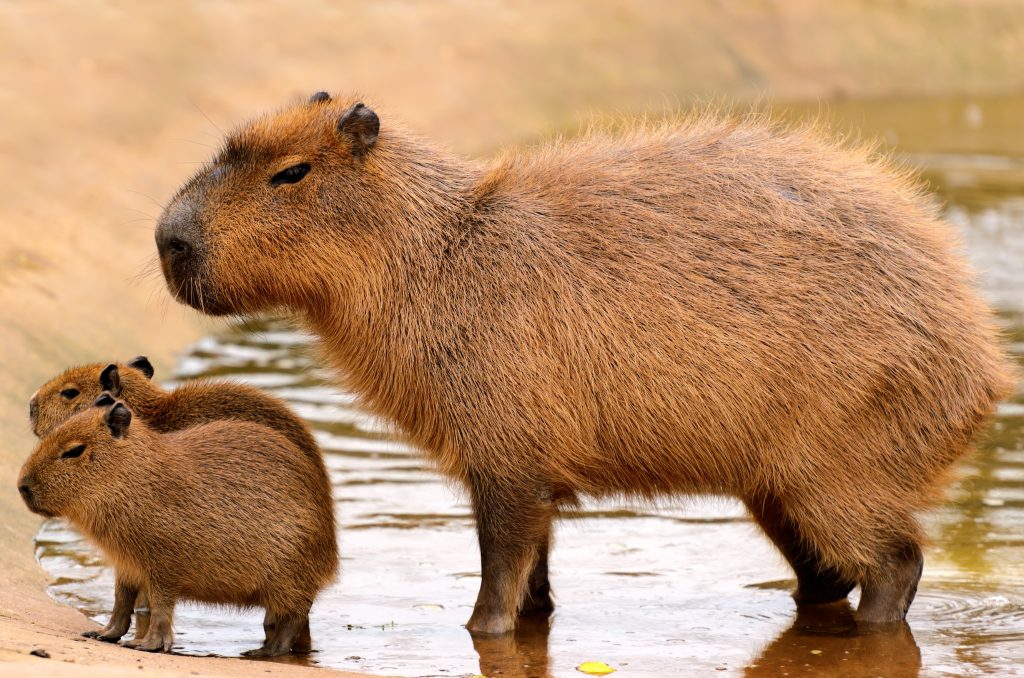 A Capybara and two babies