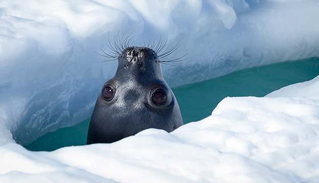 Weddell seal peeking up through a breathing hole in the ice