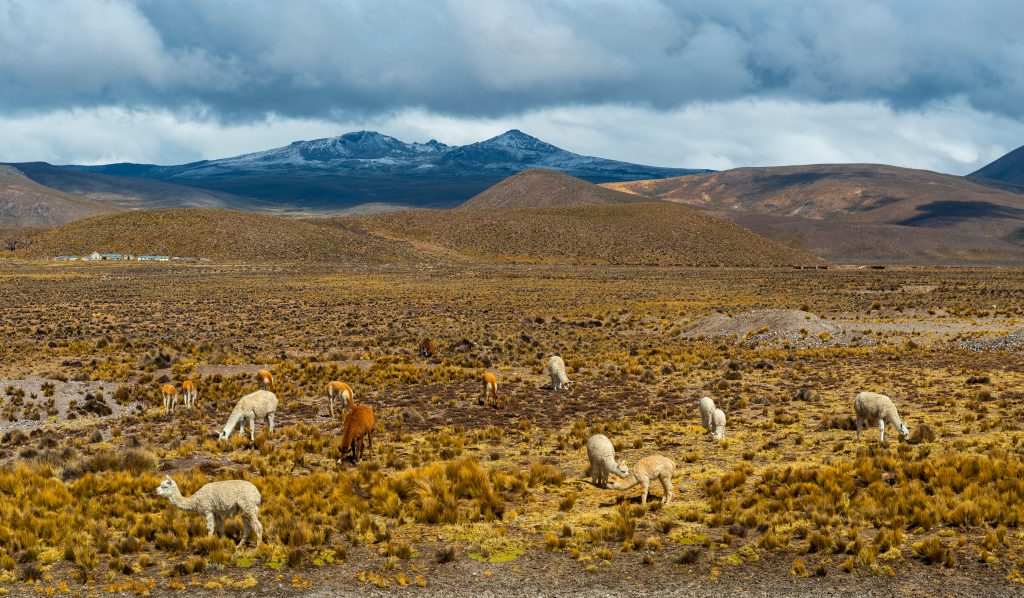 Dramatic landscape in the Andes mountain range between the Colca Canyon and Arequipa with vicunas, llamas and alpacas grazing at an altitude of 4800m high. credit shutterstock