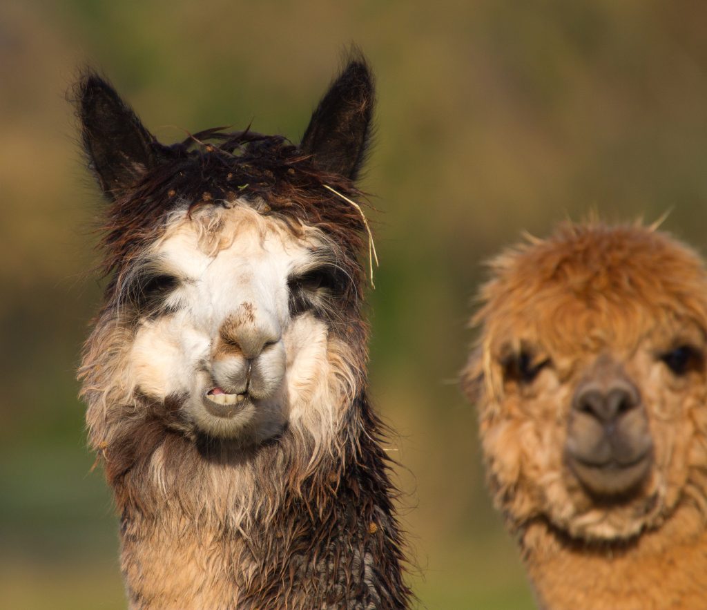 Alpaca who resemble a small llama in appearance and whose wool used for making knitted and woven items such as blankets, sweaters, hats, gloves and scarves. Credit: Shutterstock