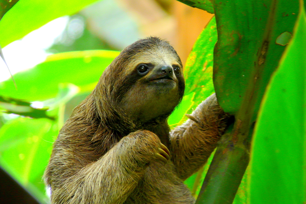 Sloths in South America. 