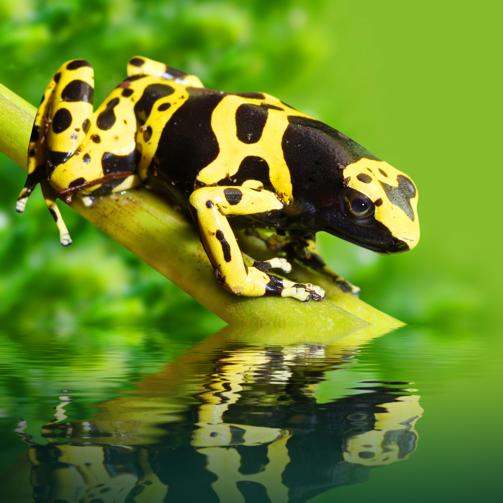 The poison Dart Frog, part of the biodiversity in Peru