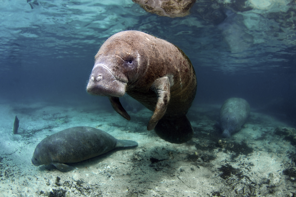 Manatees swimming with baby