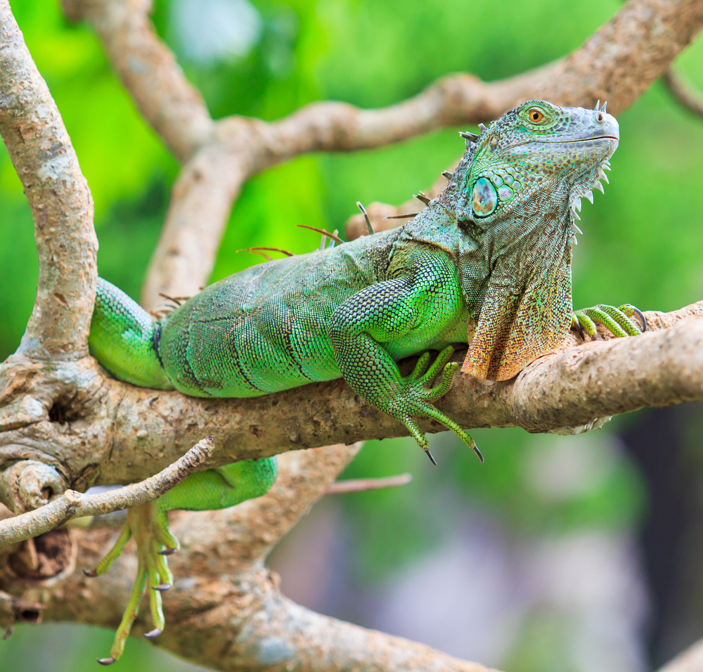 Green Iguanas on branch