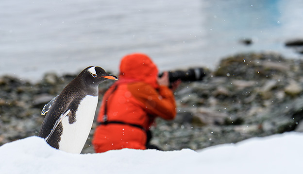 entoo penguin walking along beach on Danco Island, Antarctica, photographer in red coat in background looking the wrong way