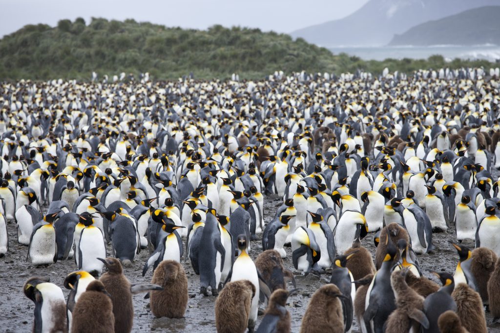 a lot of penguins on the beach of South Georgia