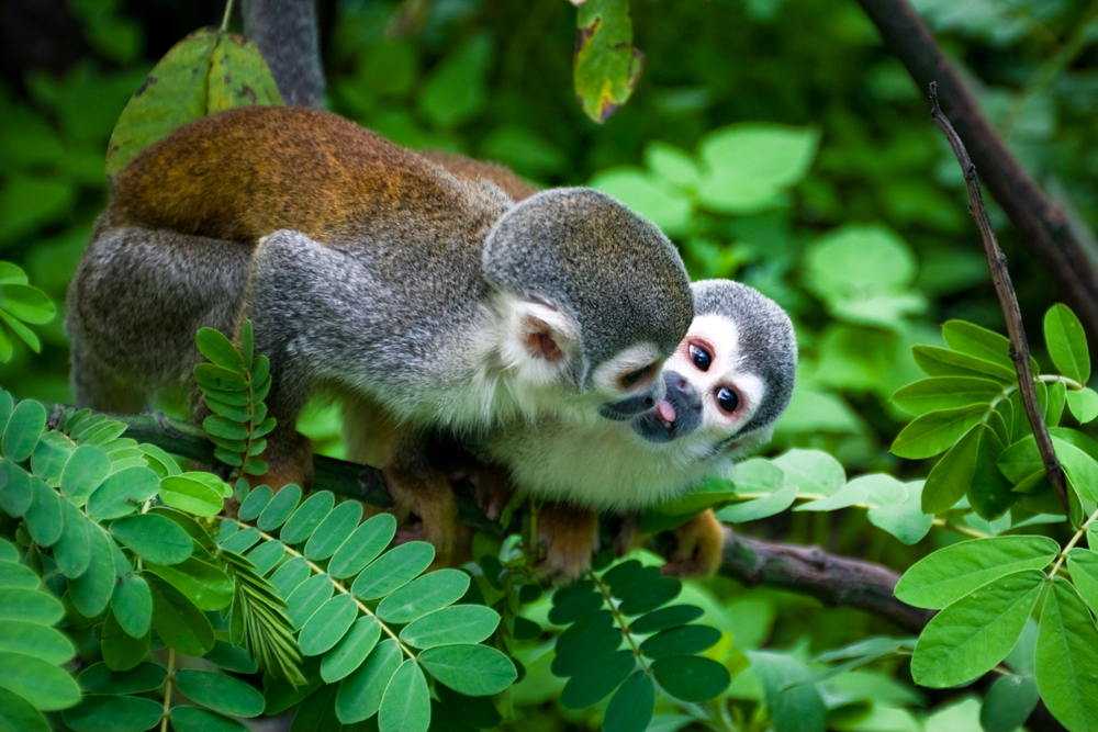Spot these monkeys in the Ecuadorian Amazon.