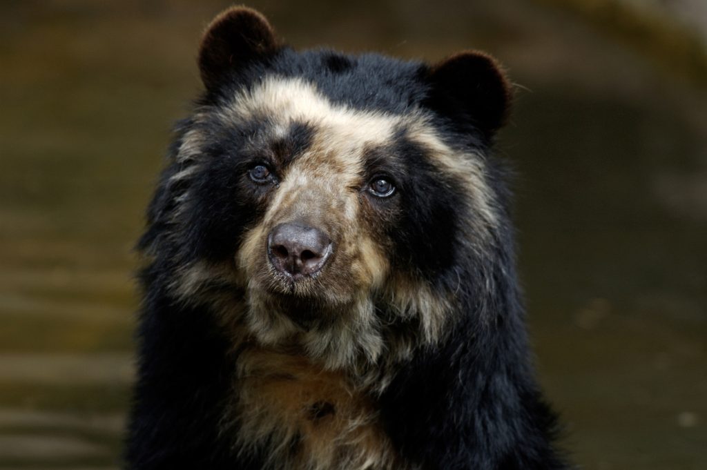Tremarcots ornatus, spectacled bear credit shutterstock