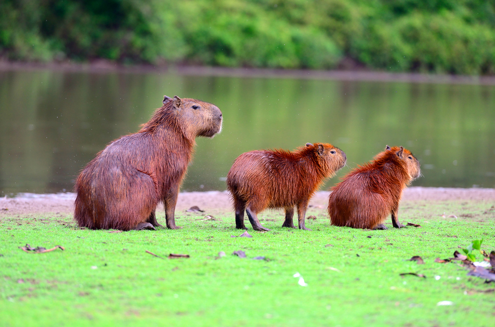 Capybaras, the largest rodent in the world, in Pantanal