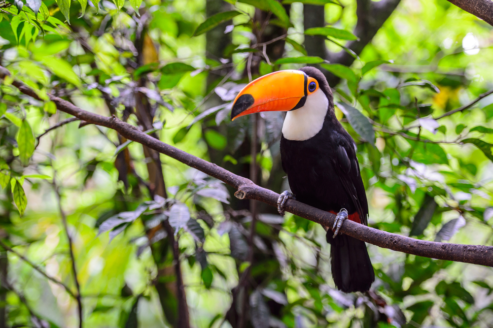 toucan colourful bird in a forest