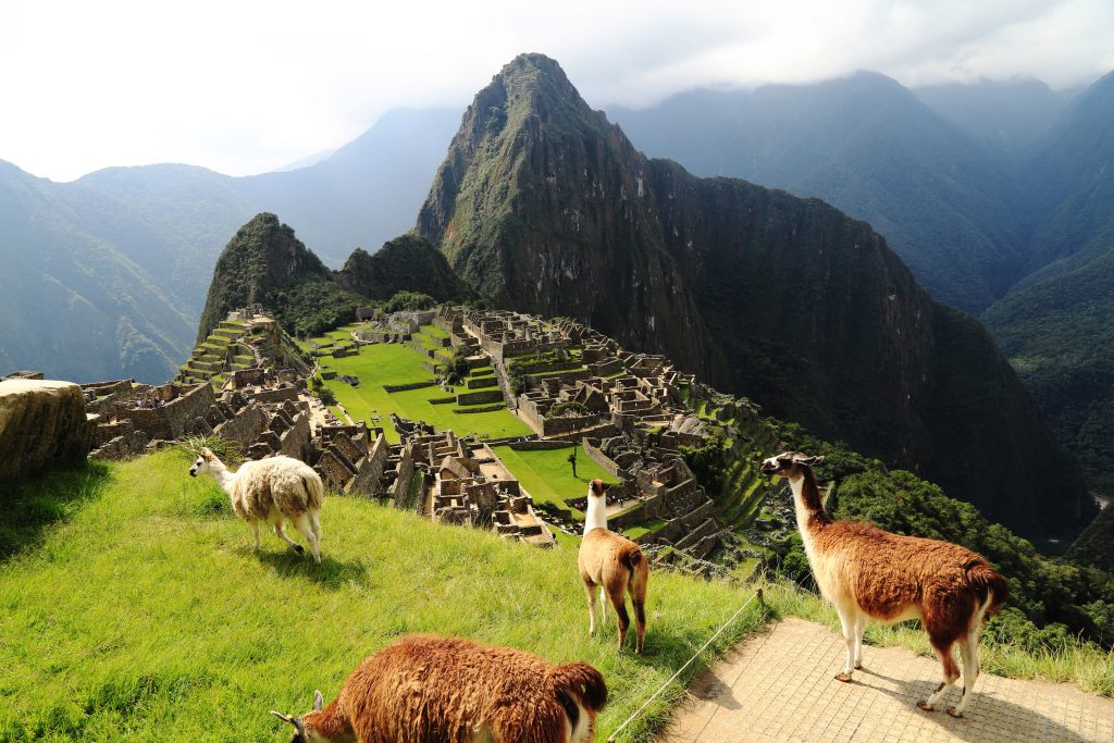 Llama at Machu Picchu in Peru credit shutterstock