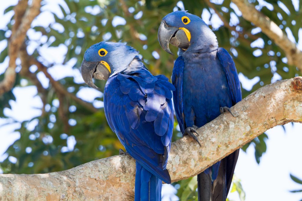Hyacinth Macaws.