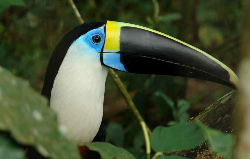 Birdlife in Ecuador.
