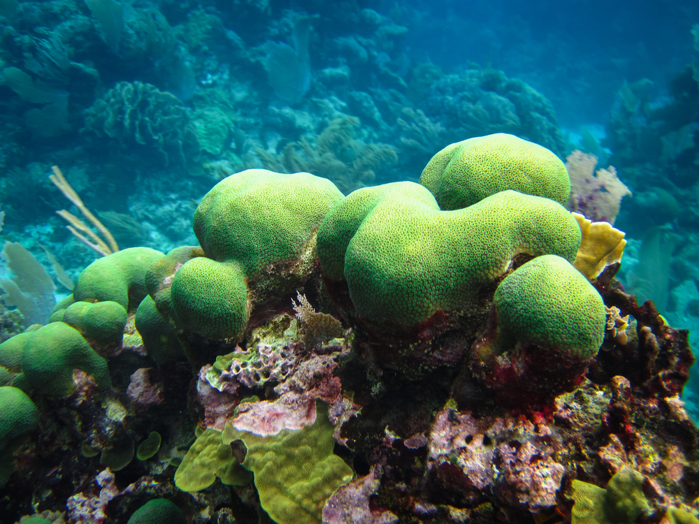 Coral Reef Nicaragua.