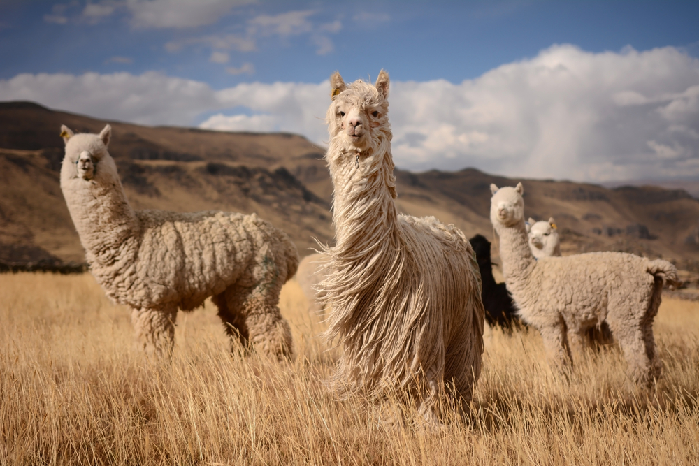 Alpaca's in the Andes Mountains