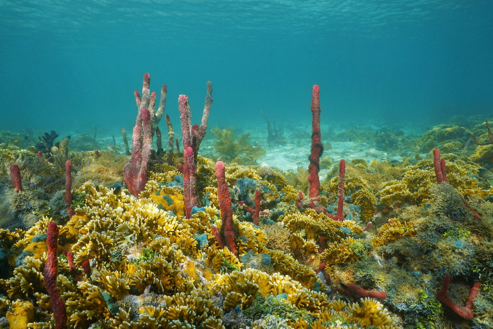 Snorkel Sitesl in Panama, Central America: fire corals