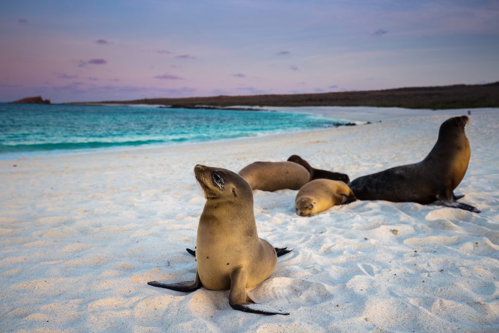 Sea Lions of Galapagos on the sand