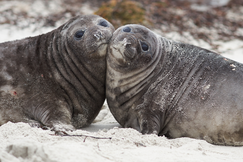 two seals sitting on the sand