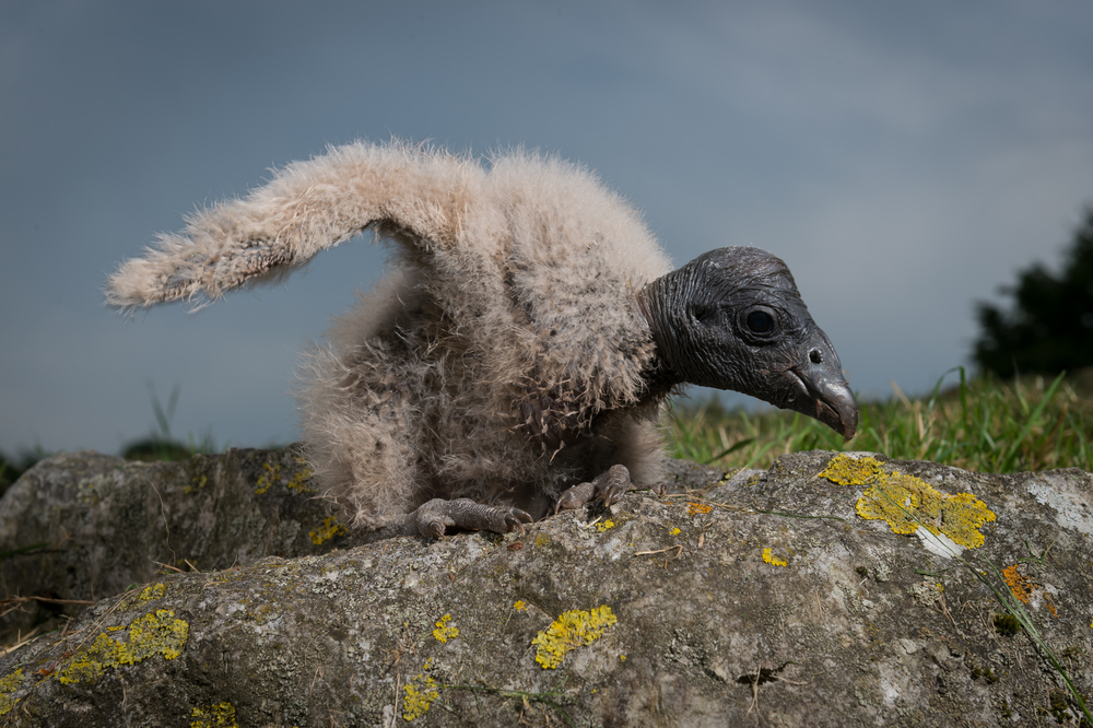 baby condor on rock