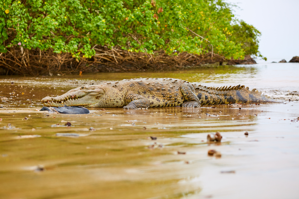 crocodiles in water
