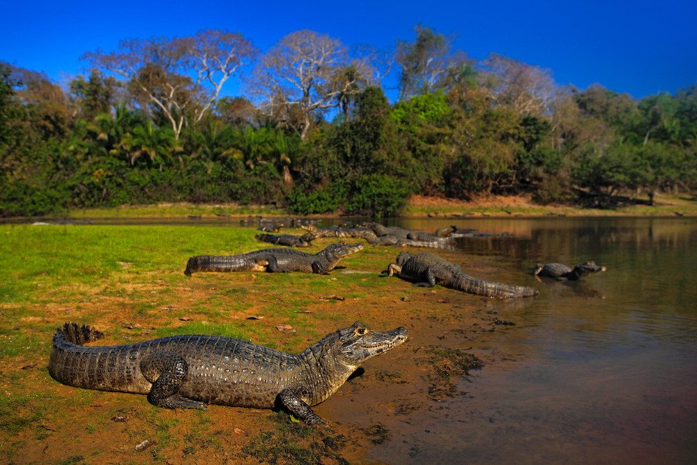 crocodiles on the side of a river with forest in background
