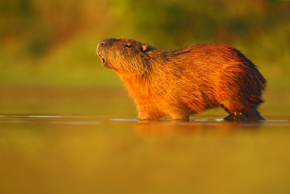 Capybaras in water