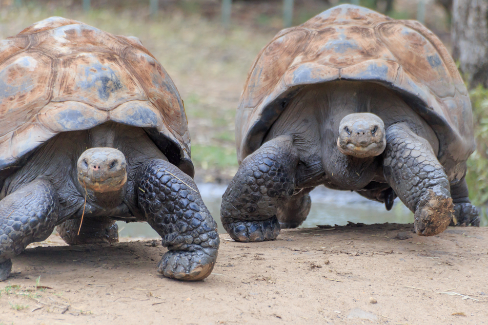 Giant Tortoises at the Galapagos Islands