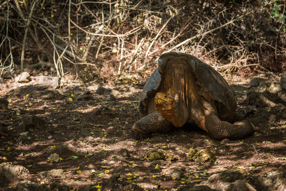 Super Diego, a Galapagos Giant tortoise