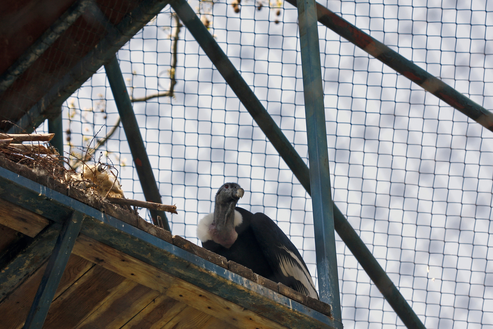 condor in a cage on a wooden platform