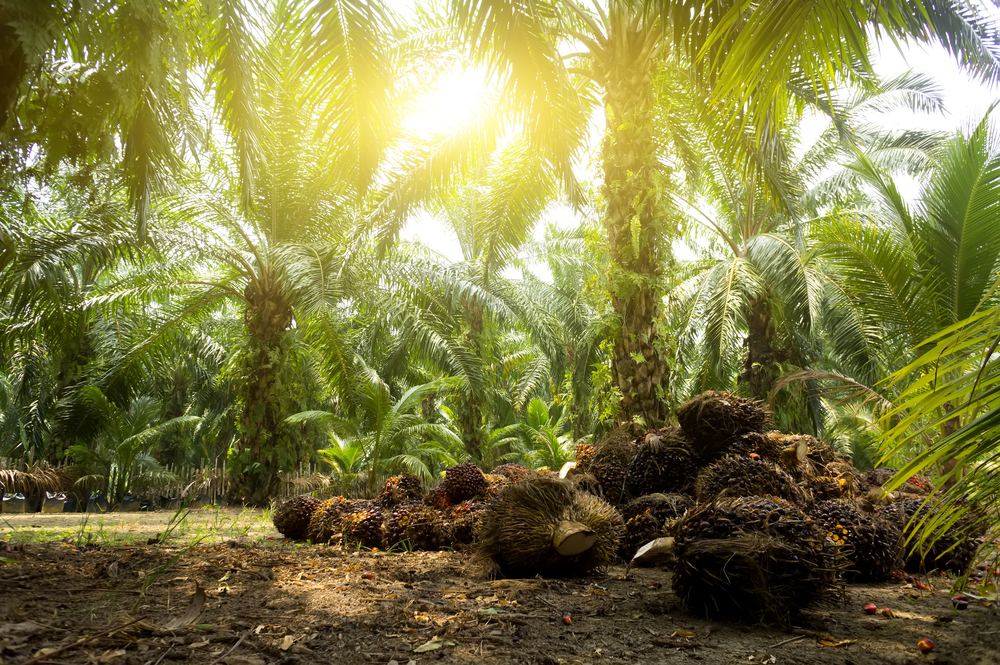 Palm oil plantation in Brazil.